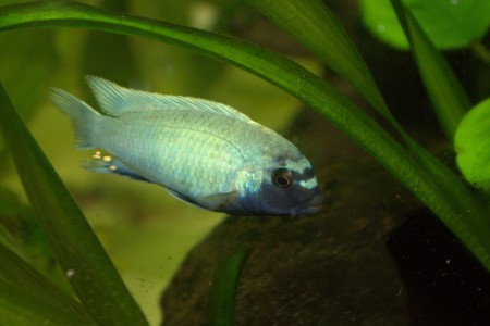 Псевдотрофеус полит самец